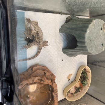 Pratt's Pets - Mesa - Bearded dragon - Pet Stores Near Me - Mesa, Arizona