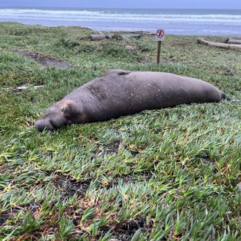 Point Reyes National Seashore - Sleeping Elephant Seal - Parks Near Me - Point Reyes Station, California Point Reyes National Seashore - Sleeping Elephant Seal - Parks Near Me - Point Reyes Station, California