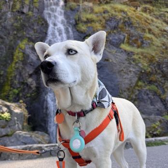 Pets In Need - And now (still not a fan of having her photo taken lol) - Animal Shelters Near Me - Redwood City, California Pets In Need - And now (still not a fan of having her photo taken lol) - Animal Shelters Near Me - Redwood City, California