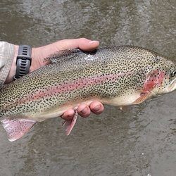 Straightline Outdoor Sports - Nice Bow