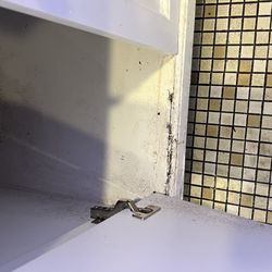 Blue Gibbon Chinese Restaurant - Black mold and active leaks in men's room.
