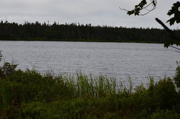 Memorial University Botanical Garden by null