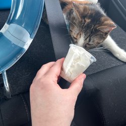 Starbucks - Avery and her cat cup
