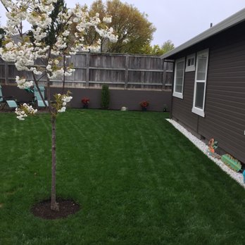 Better Garden Care - a tree with white flowers - Tree Services Near Me Better Garden Care - a tree with white flowers - Tree Services Near Me
