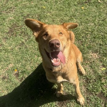 Michael Hill Dog Training - Pet Training Near Me