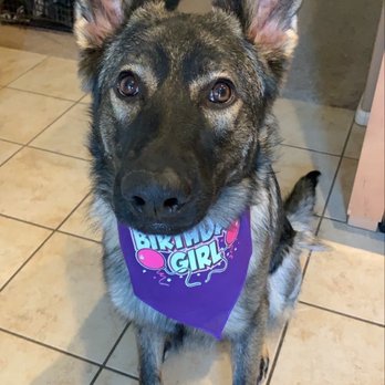 Dogs-N-Donuts - Zelda!! - Coffee & Tea Near Me - Tucson, Arizona Dogs-N-Donuts - Zelda!! - Coffee & Tea Near Me - Tucson, Arizona
