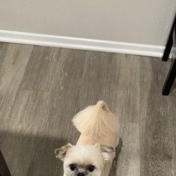 New tail who dis New tail who dis