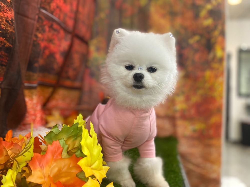 LUXURY PET SPA & BOUTIQUE 202 Photos & 85 Reviews 1209 Jericho Tpke