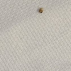 Colonial Resort & Spa-1000 Islands - Bugs in bed