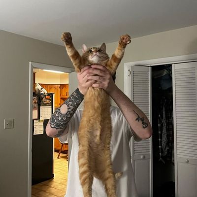 Feline Felons Cat Cafe