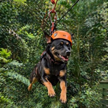 Jungle Zipline Maui - AI pic of our dog Kona! - Tours Near Me - Haiku, Hawaii Jungle Zipline Maui - AI pic of our dog Kona! - Tours Near Me - Haiku, Hawaii
