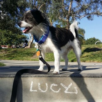 Mi Casa es Pooch Casa - Dog Walkers Near Me