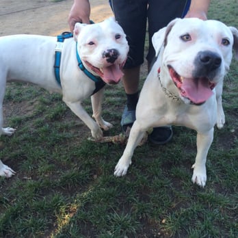 South Hills Dog Park - Molly and her twin Gemma (argentine dogo) not a pitbull mixed with Dalmatian - Dog Parks Near Me - Glendora, California South Hills Dog Park - Molly and her twin Gemma (argentine dogo) not a pitbull mixed with Dalmatian - Dog Parks Near Me - Glendora, California