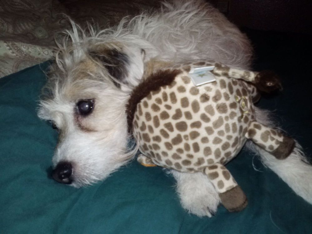 Pruyn Veterinary Hospital 32 Reviews Veterinarians 2501 S Russell St Missoula Mt Phone Number