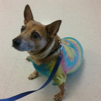 TAILored Pet Services LLC and Four-Legged Fun Zone - Is it treat time yet! - Dog Walkers Near Me - Everett, Washington TAILored Pet Services LLC and Four-Legged Fun Zone - Is it treat time yet! - Dog Walkers Near Me - Everett, Washington