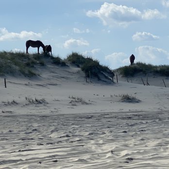 Wild Horse Adventure Tours - Horses - Tours Near Me - Corolla, North Carolina Wild Horse Adventure Tours - Horses - Tours Near Me - Corolla, North Carolina
