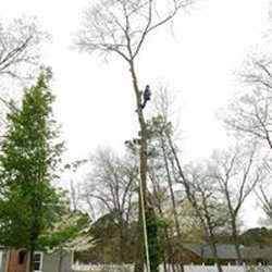 T&T Tree Service - T&T Tree Service