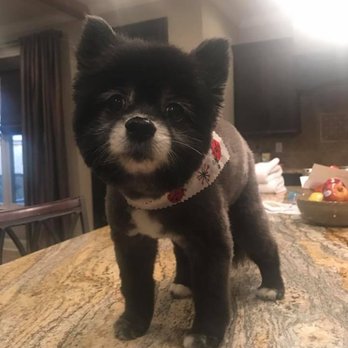 The Mobile Pet Parlor - Pet Groomers Near Me The Mobile Pet Parlor - Pet Groomers Near Me