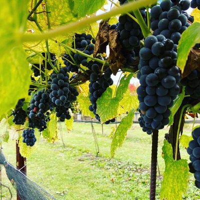 Vineyards - This is some photos of our beautiful Vineyard