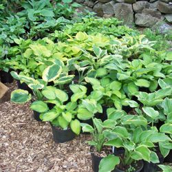 The Hosta Farm of Mendon