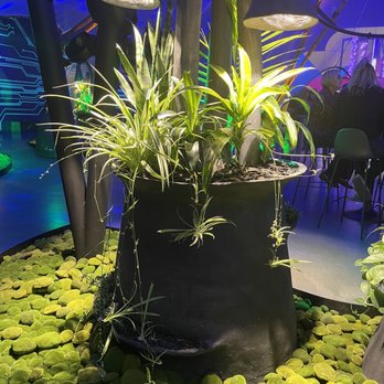AREA15 - Cool plants on display inside - Venues & Event Spaces Near Me - Las Vegas, Nevada AREA15 - Cool plants on display inside - Venues & Event Spaces Near Me - Las Vegas, Nevada