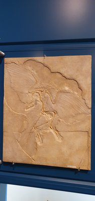 Miguasha National Park by null