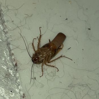 Payless Pest Control - Pest Control Near Me - Adelanto, California Payless Pest Control - Pest Control Near Me - Adelanto, California