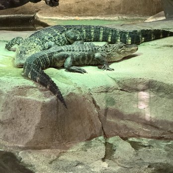 Bass Pro Shop - Bass Pro alligators - Guns & Ammo Near Me - Memphis, Tennessee Bass Pro Shop - Bass Pro alligators - Guns & Ammo Near Me - Memphis, Tennessee