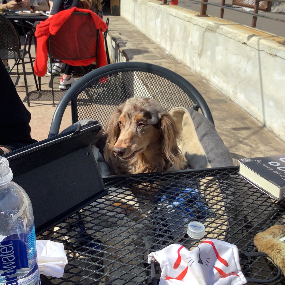 Tap and Handle - a dog sitting at a table - Beer, Wine & Spirits Near Me - Fort Collins, Colorado