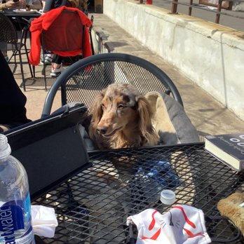 Tap and Handle - a dog sitting at a table - Beer, Wine & Spirits Near Me - Fort Collins, Colorado