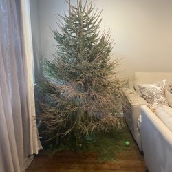 Mike's Tree Farm - How is looked by Dec 8