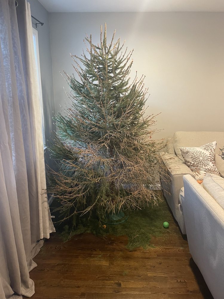 MIKE’S TREE FARM Updated October 2024 19 Photos & 14 Reviews 323