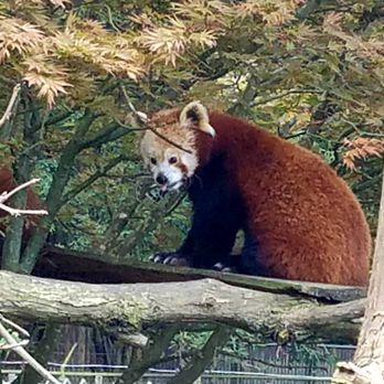 Sequoia Park Zoo - Red panda - Zoos Near Me - Eureka, California Sequoia Park Zoo - Red panda - Zoos Near Me - Eureka, California