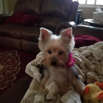 California Cuddles - "Miss Is Cute As A Button" - Pet Breeders Near Me