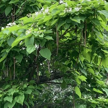 Knight Point State Park - The flowering mystery tree - name it. - Parks Near Me - North Hero, Vermont Knight Point State Park - The flowering mystery tree - name it. - Parks Near Me - North Hero, Vermont