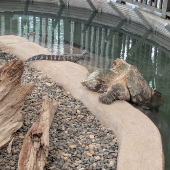 Gator Chateau - Amusement Parks Near Me - Jennings, Louisiana Gator Chateau - Amusement Parks Near Me - Jennings, Louisiana
