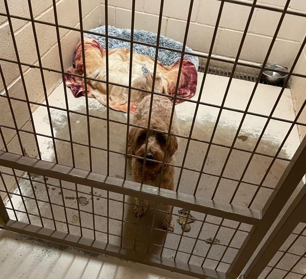 Austin Pet Ranch Image
