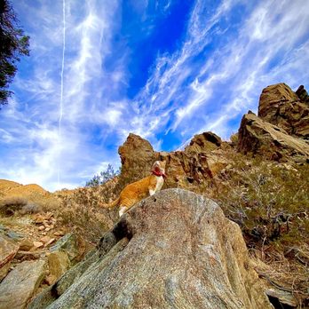 Hidden Passage Guest Ranch - Dog friendly hiking trails. Cats welcome too! - Vacation Rentals Near Me - Morongo Valley, California Hidden Passage Guest Ranch - Dog friendly hiking trails. Cats welcome too! - Vacation Rentals Near Me - Morongo Valley, California