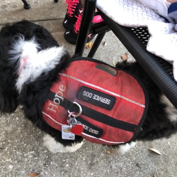 Parthenon - Our service dog with her tags - Greek Near Me - Tarpon Springs, Florida Parthenon - Our service dog with her tags - Greek Near Me - Tarpon Springs, Florida