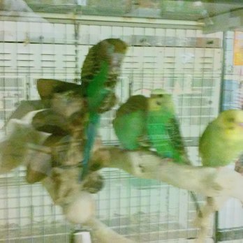 PetSmart - Parakeets - Pet Training Near Me - Fountain Valley, California PetSmart - Parakeets - Pet Training Near Me - Fountain Valley, California