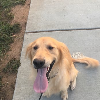 Dixon Lake - I'm ready, I'm ready! My wiggles, Jax. - Parks Near Me - Escondido, California Dixon Lake - I'm ready, I'm ready! My wiggles, Jax. - Parks Near Me - Escondido, California
