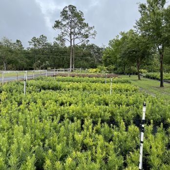 Sieffert's Nursery - Lots of plants - Nurseries & Gardening Near Me - Orlando, Florida