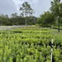 Photo of Sieffert's Nursery