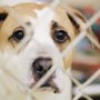 Photo of Jessamine County Animal Care & Control