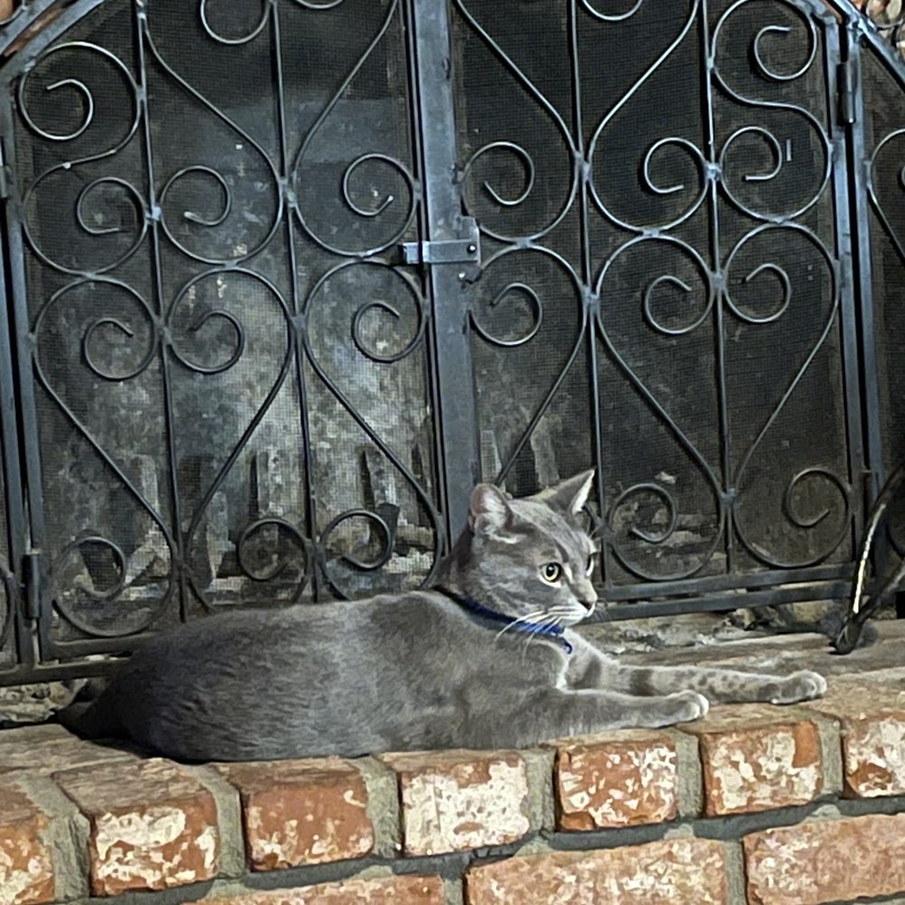 Saving One Life - San Diego - Orion - Pet Adoption Near Me - Escondido, California