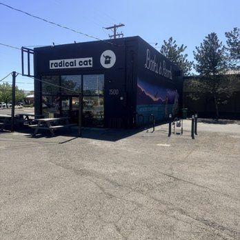The Radical Cat - Pet Adoption Near Me - Reno, Nevada