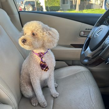 My Safe Spot - Pet Groomers Near Me - Elk Grove, California My Safe Spot - Pet Groomers Near Me - Elk Grove, California