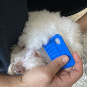 PetSmart Dog Training - This is AFTER her bath and trim - Pet Training Near Me - Oceanside, California