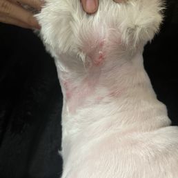 Cuts behind the ear and going down the neck Cuts behind the ear and going down the neck