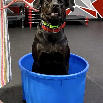 Sit Means Sit - Pet Training Near Me - Madison, Wisconsin Sit Means Sit - Pet Training Near Me - Madison, Wisconsin